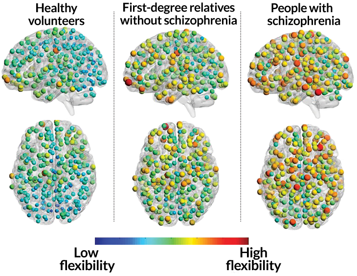 brain flexibility in healthy people versus relatives of schizophrenics and schizophrenics