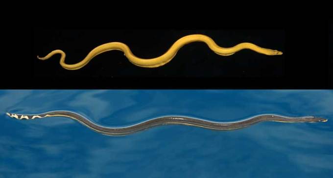 yellow sea snake