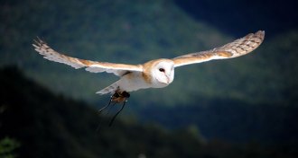 barn owl