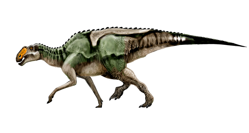 Gryposaurus monumentensis