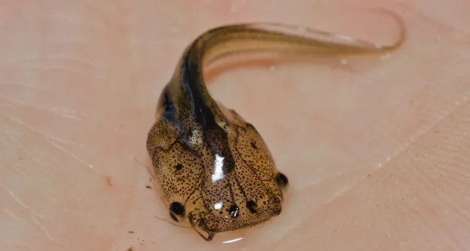 tadpole