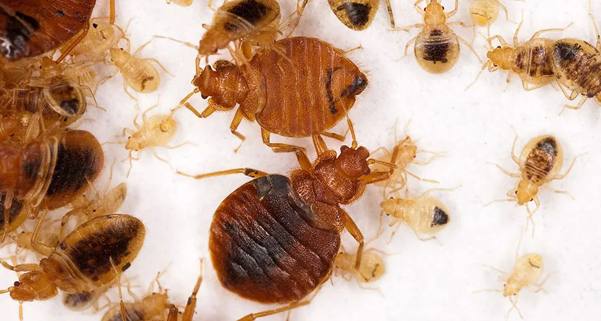 common bedbugs