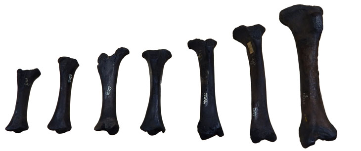 Smilodon fatalis tibias