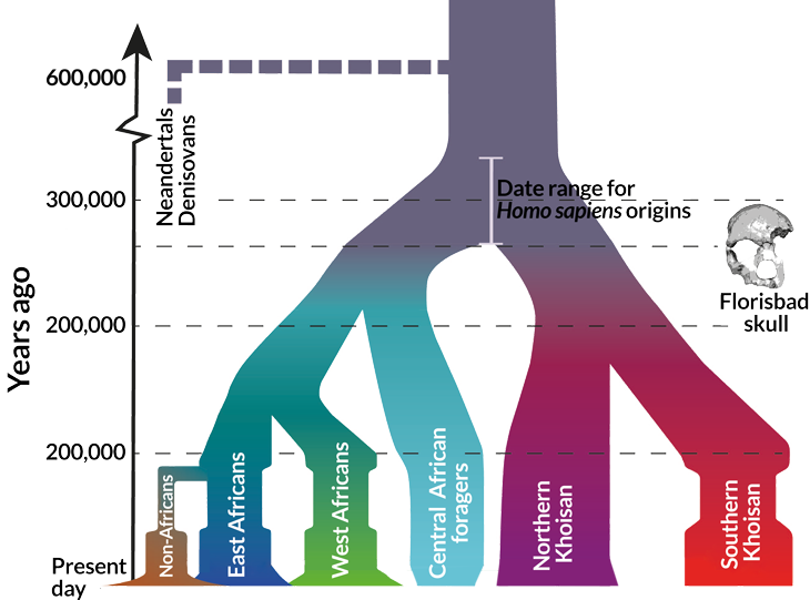 Diagram of emergence of Homo Sapiens