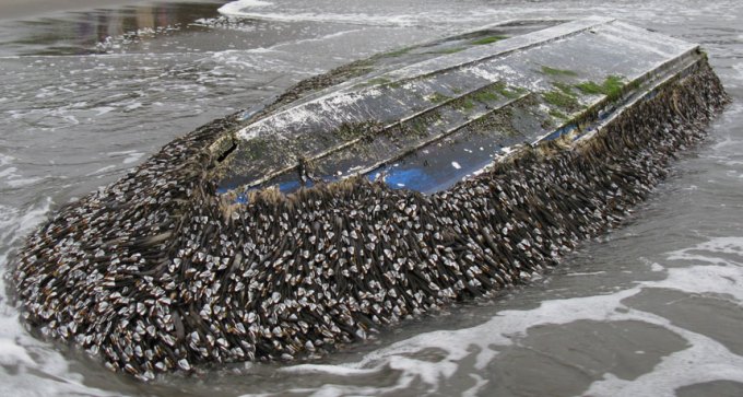 gooseneck barnacles on a boat