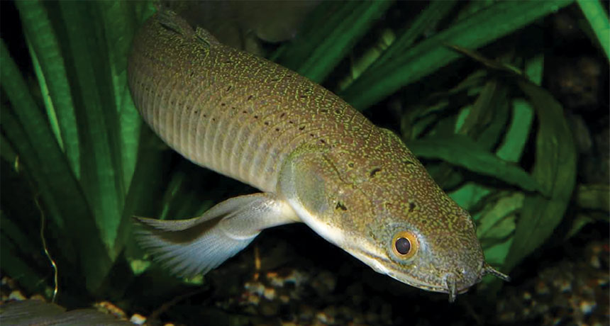 Deus & BURTON FAMILY TREE　MODIFID FISH 3-D scans of fossils suggest new fish family tree