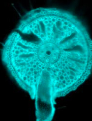 cross section of a rice root