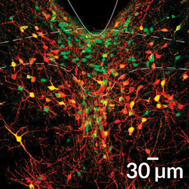 mouse dorsal raphe nucleus