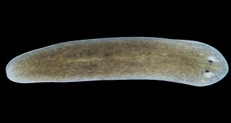 Schmidtea mediterranea