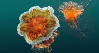 lion's mane jellyfish