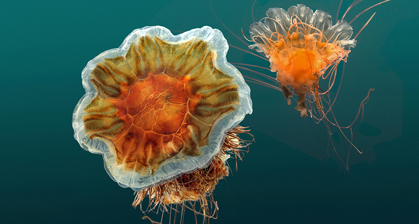 lion's mane jellyfish