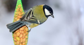 Great tit