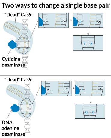 two different ways to change a single base pair