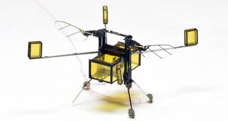 insect-inspired robot