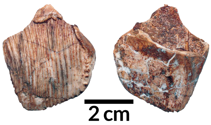 Matheronodon’s upper jaw teeth