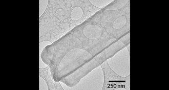 lithium dendrite crystals