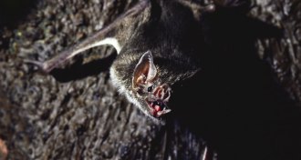 common vampire bat