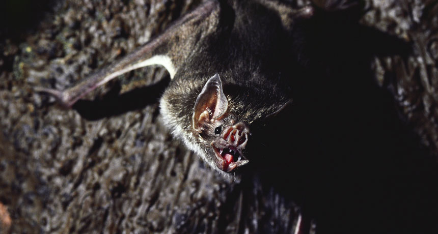 common vampire bat