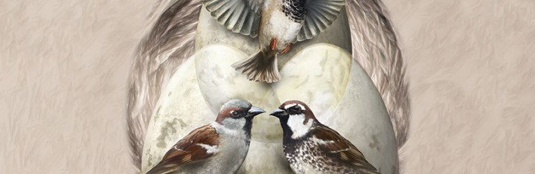 Italian sparrows