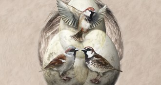 Italian sparrows