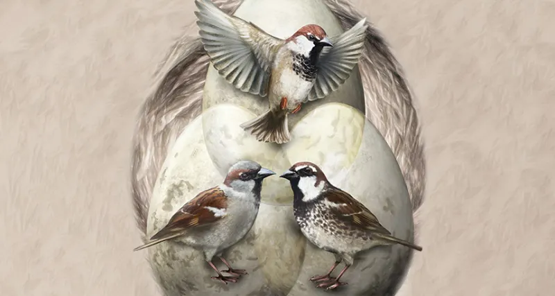 Italian sparrows