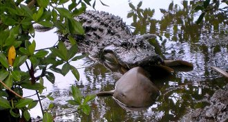 alligator eating a shark in 2003