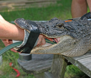 getting a gator's stomach contents