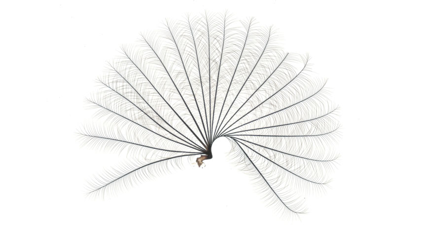 fan from water strider leg