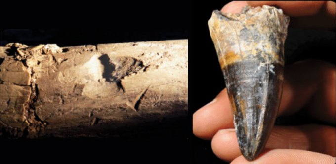 horse leg bone and croc tooth