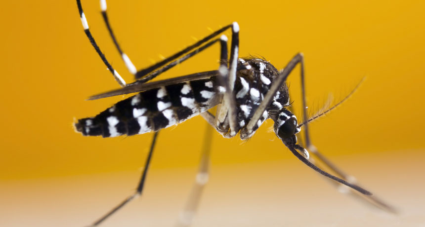 Asian tiger mosquito