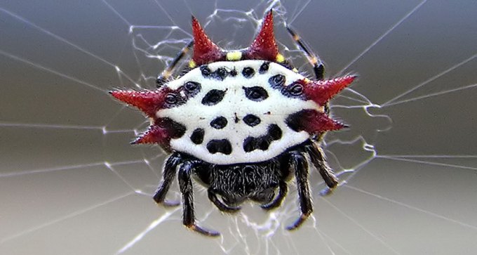 spiny orb weaver