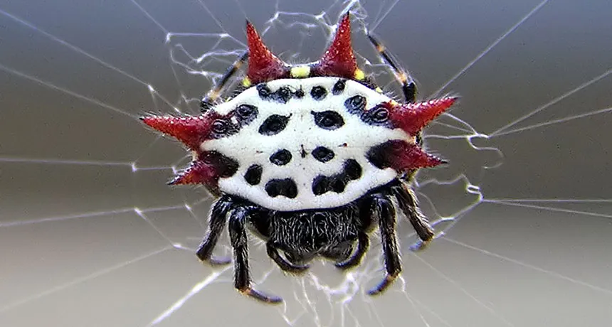 spiny orb weaver