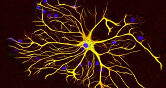 astrocyte