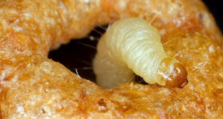 Plodia interpunctella