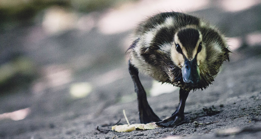 duckling covered in oil