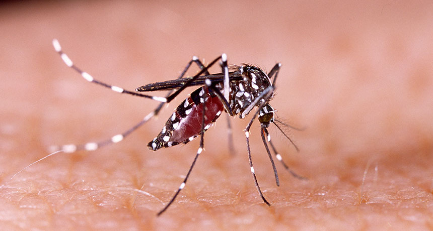 Aedes aegypti mosquito