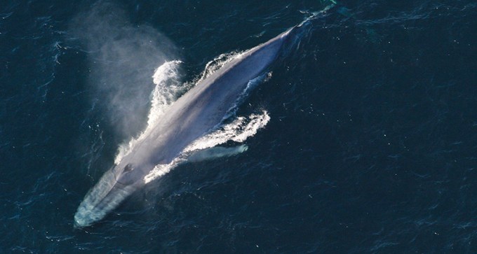 blue whale