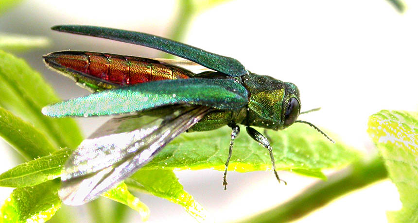 emerald ash borer