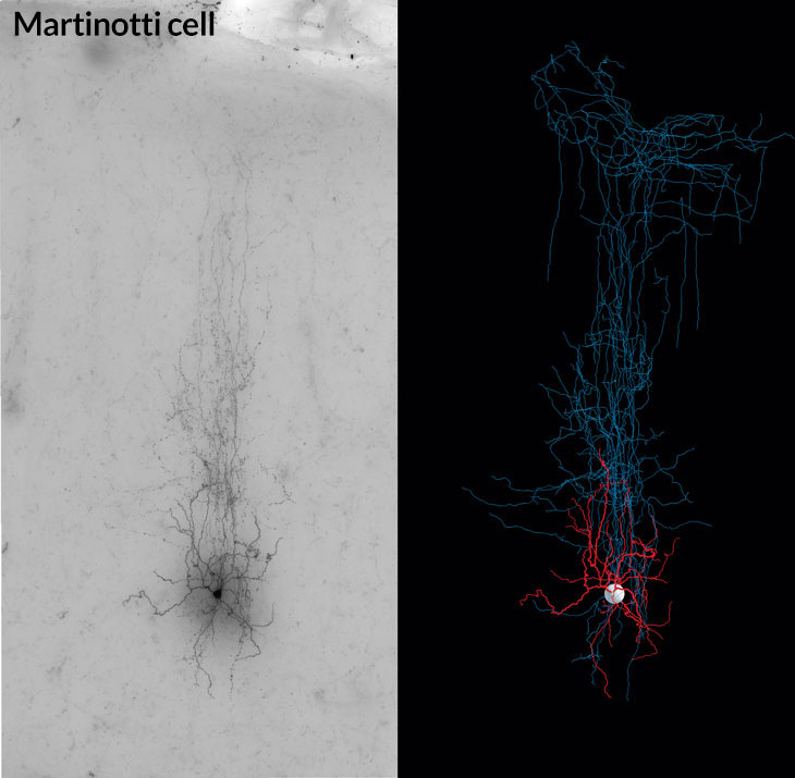 Martinotti cell