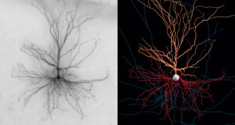 pyramidal nerve cell