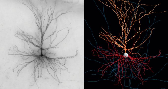 pyramidal nerve cell