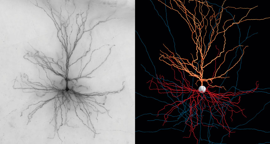 pyramidal nerve cell