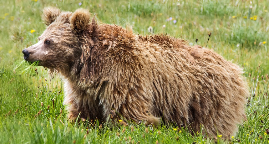 Himalayan brown bear