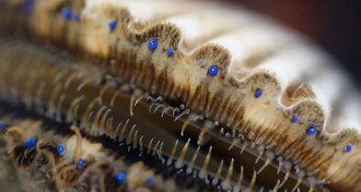 scallop eyes