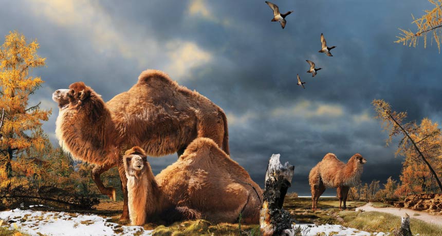 illustration of life in the Pliocene