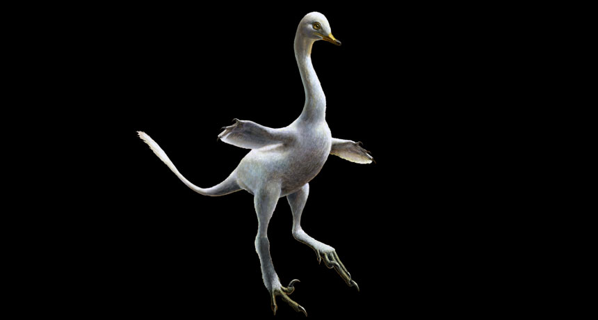 Halszkaraptor escuilliei