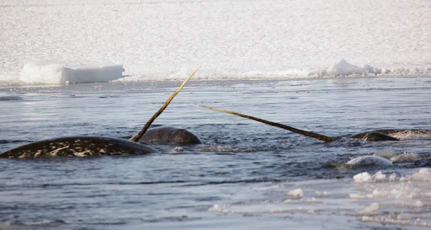 narwhals