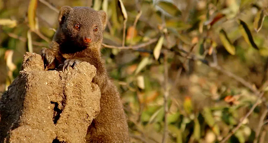 dwarf mongoose
