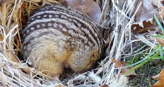 thirteen-lined ground squirrel