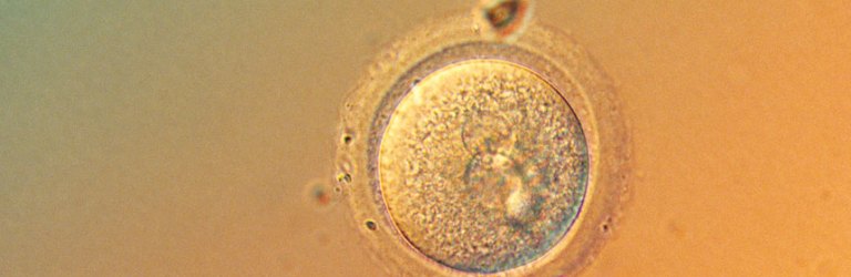 single cell embryo